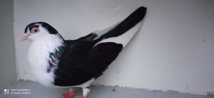  - jucatori de galati pe negru