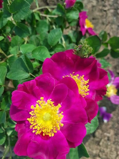  - Galica - La Belle Sultane