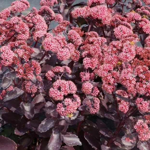 Sedum Cherry Truffle - aa Comenzi plante copaci 2021