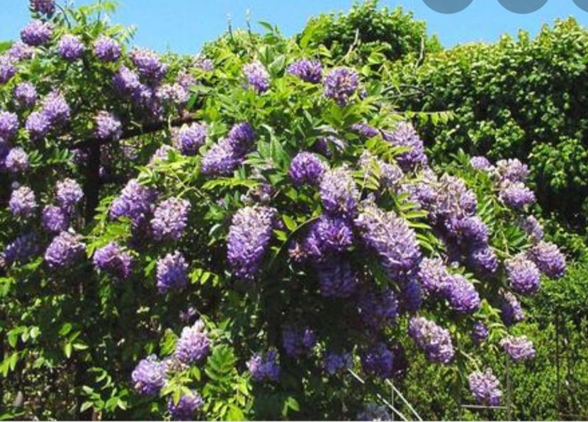 Wisteria frutescens Longwood Purple - aa Comenzi plante copaci 2021