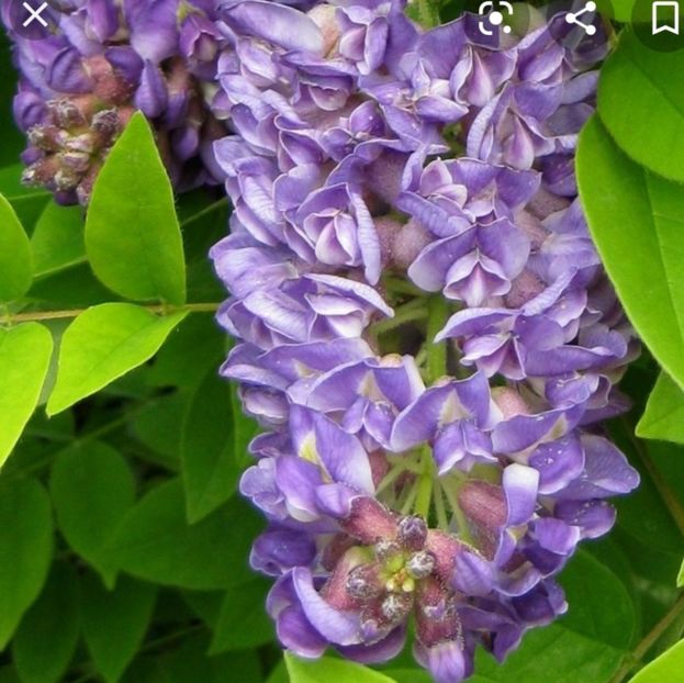 Wisteria frutescens Longwood Purple - aa Comenzi plante copaci 2021