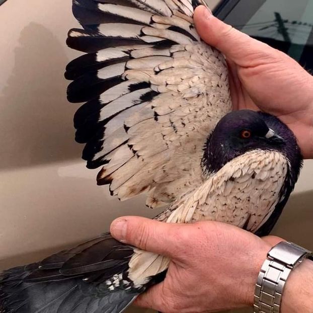  - NU IMI APARTIN ALBUM NR 2