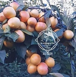 prun galben ru   1 - PRUN RUSIA GALBEN