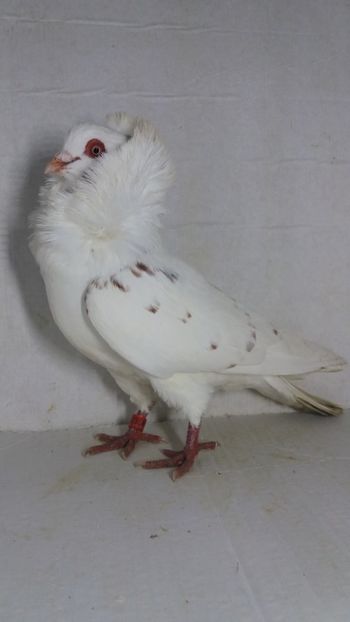 M 2019 - Por capucini