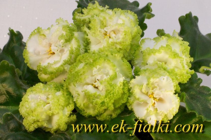 ЕК-Изумрудные Розы - EK-Isumrudniye Rosy