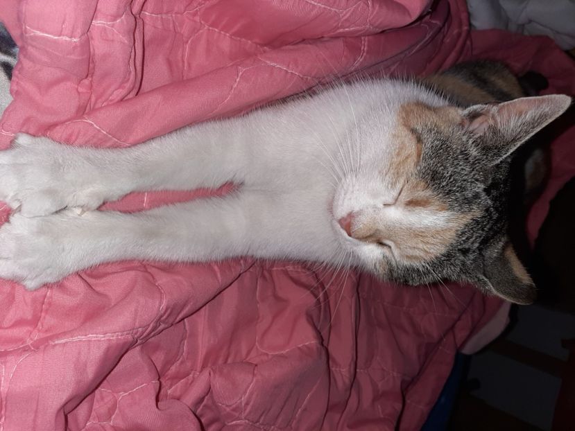  - Mițuca ianuarie 2021