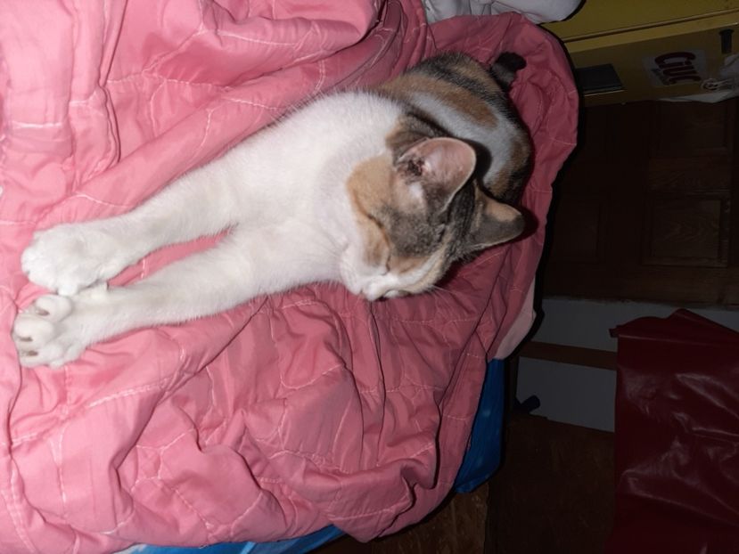  - Mițuca ianuarie 2021