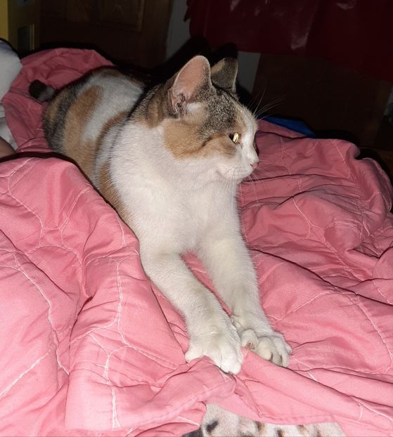  - Mițuca ianuarie 2021