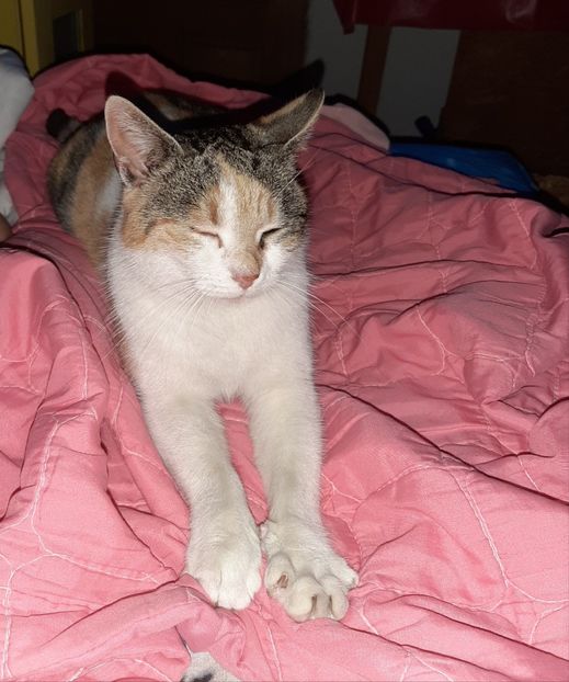  - Mițuca ianuarie 2021