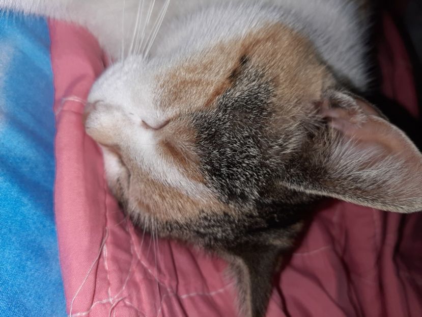  - Mițuca ianuarie 2021