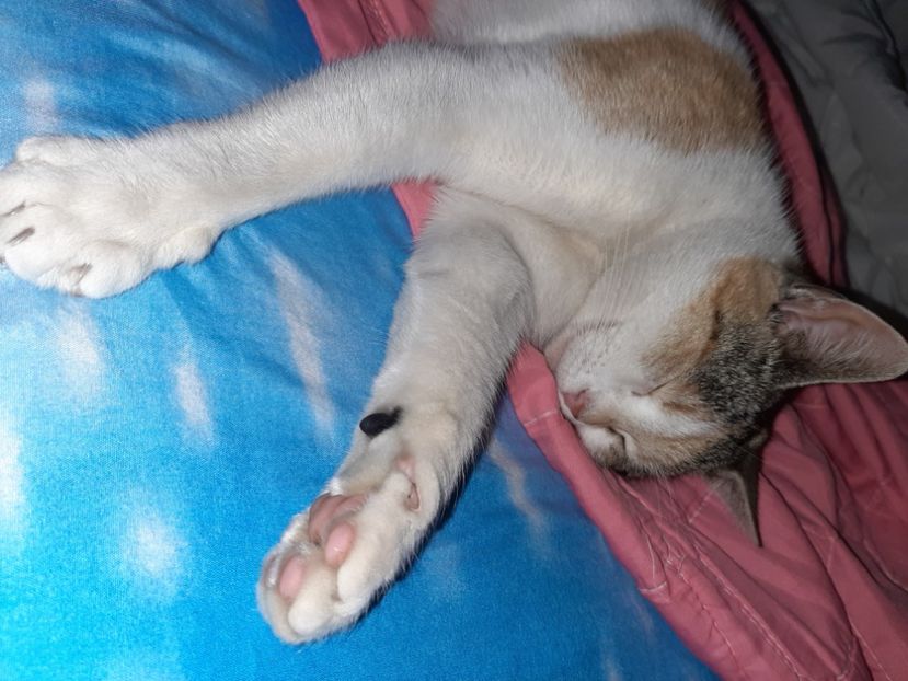  - Mițuca ianuarie 2021