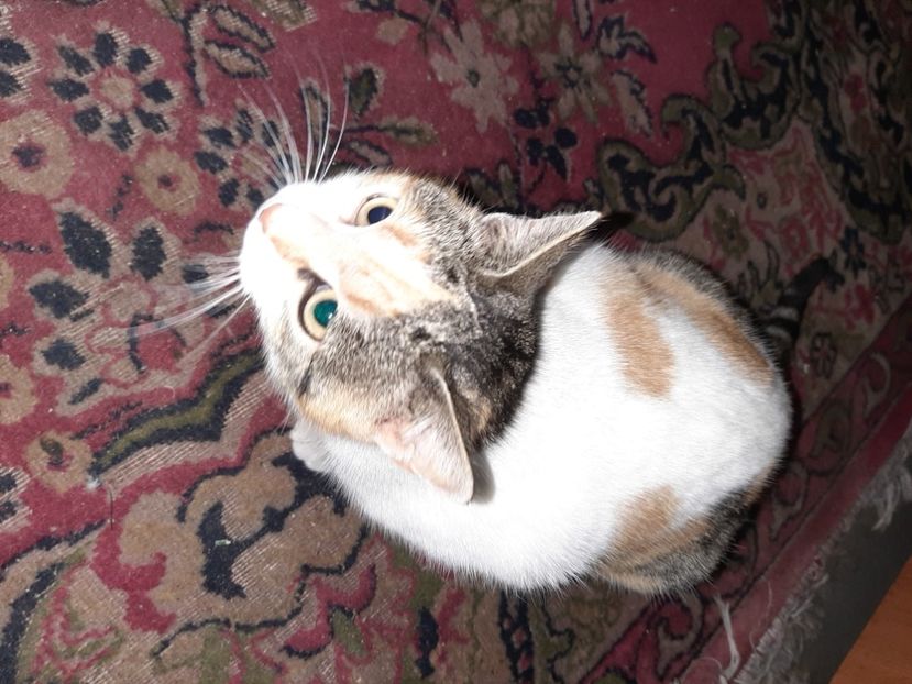  - Mițuca ianuarie 2021