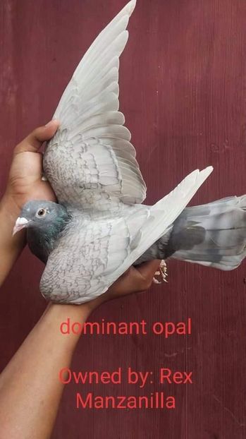  - NU IMI APARTIN ALBUM NR 2