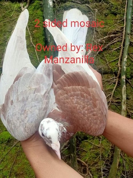 - NU IMI APARTIN ALBUM NR 2
