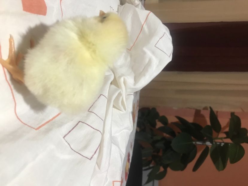 711C47FC-D44E-4AFF-9714-036EEF312E67 - Pui gaini 2021