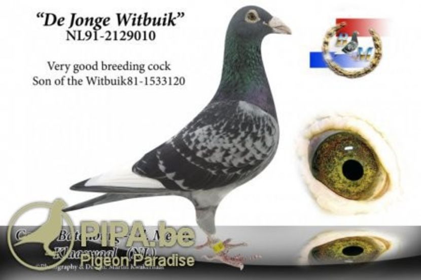 Jonge WITTBUIK - strabunic mama - YOUNG WITTBUIK - nepot din NEW WITTBUIK locul 1 național Barcelona 2012