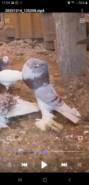 vândut Ovidiu Elena - Porumbei VÂNDUȚI