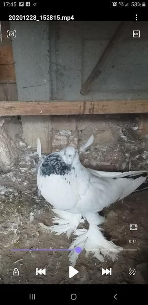 vândut Ovidiu Elena - Porumbei VÂNDUȚI