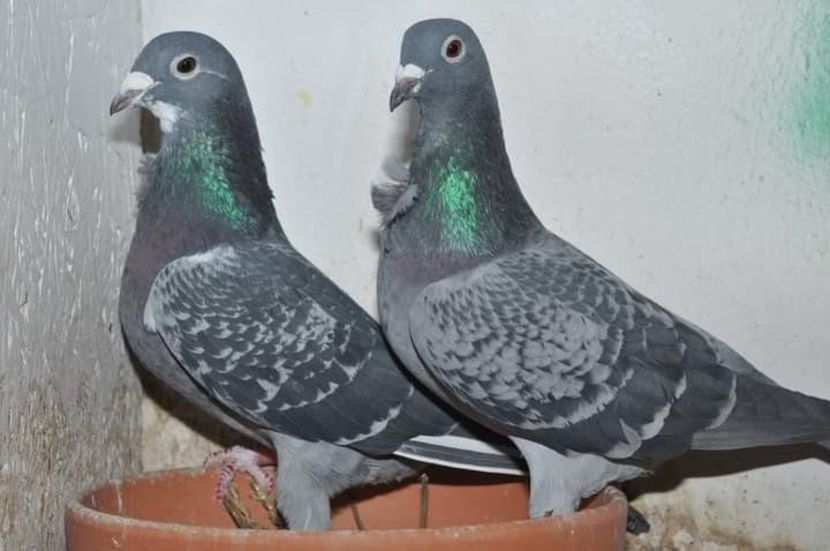  - NU IMI APARTIN ALBUM NR 2