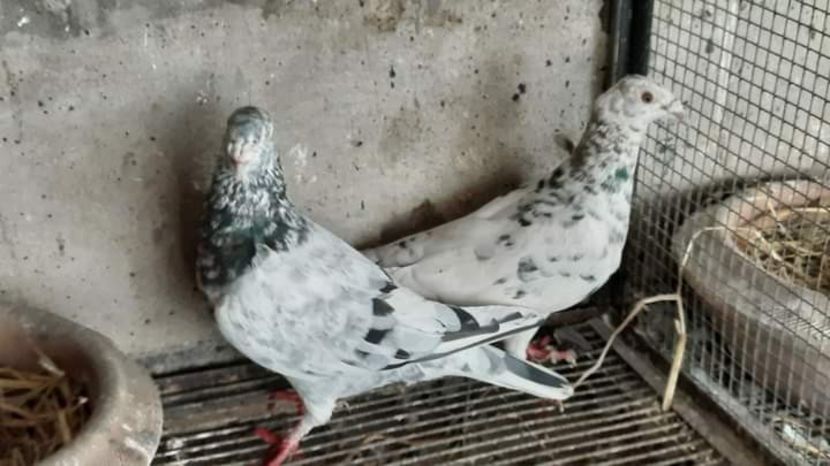  - NU IMI APARTIN ALBUM NR 2