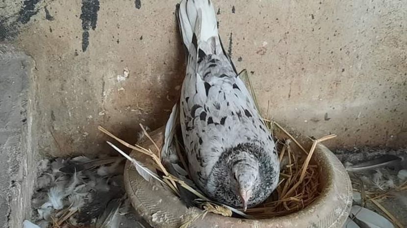  - NU IMI APARTIN ALBUM NR 2