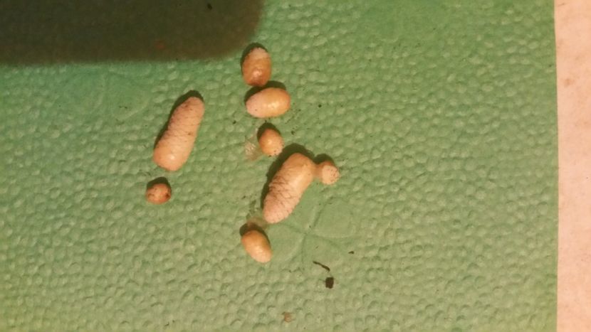  - Rizomi neidentificati