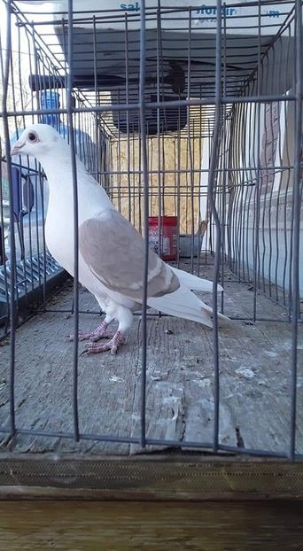  - NU IMI APARTIN ALBUM NR 2