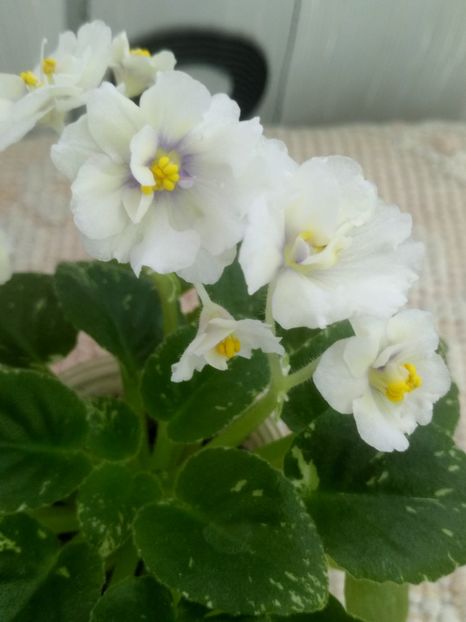 1 feb - Adirondack Moon