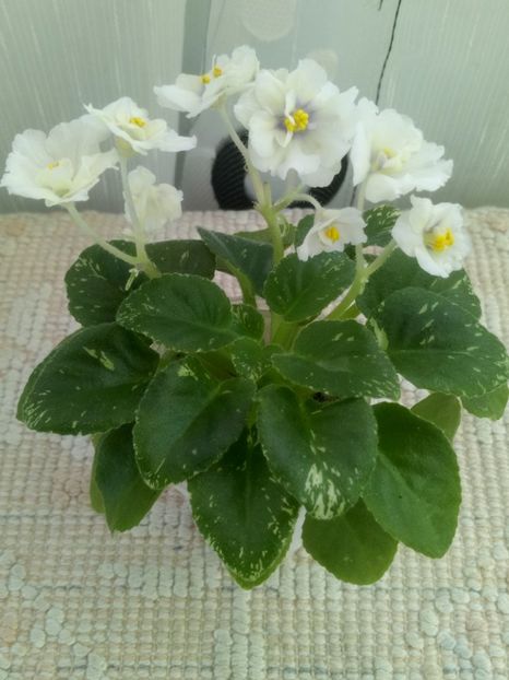 1 feb - Adirondack Moon