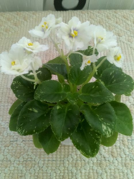 1 feb - Adirondack Moon