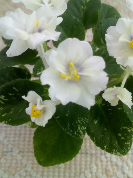 1 feb - Adirondack Moon