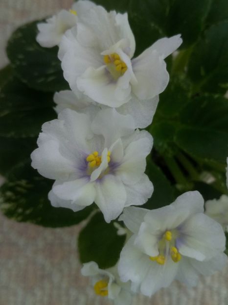 1 feb - Adirondack Moon