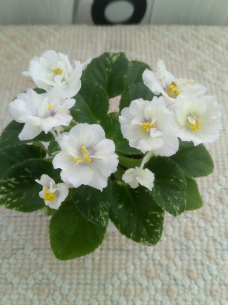 1 feb - Adirondack Moon