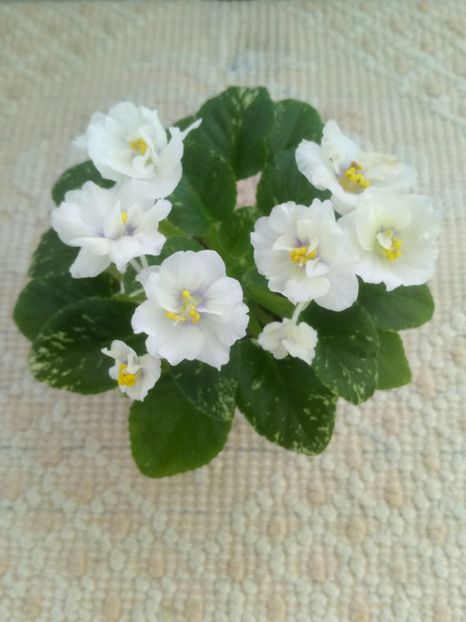 1 feb - Adirondack Moon