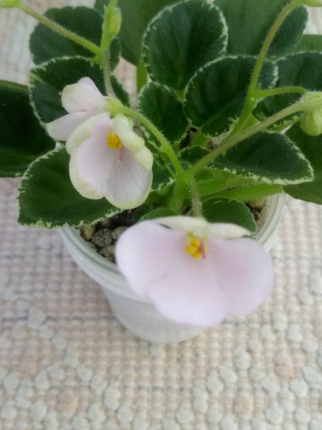 1 feb - N Rozovyi Tuman