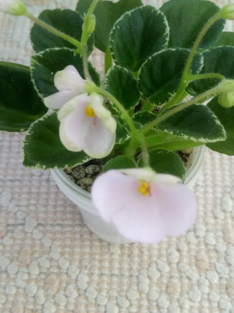 1 feb - N Rozovyi Tuman