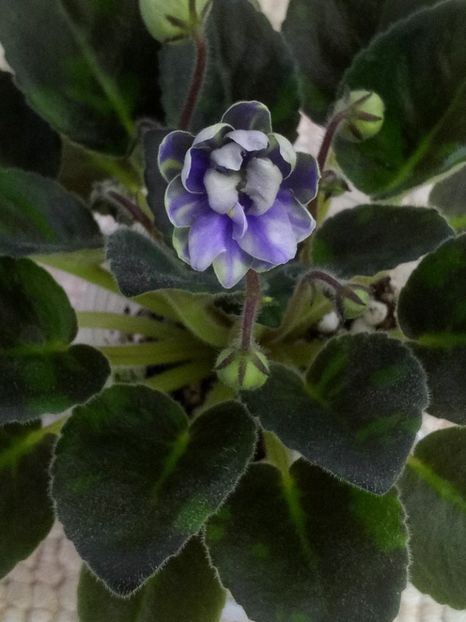 23 ian - N Snezhnyi Georgin sport