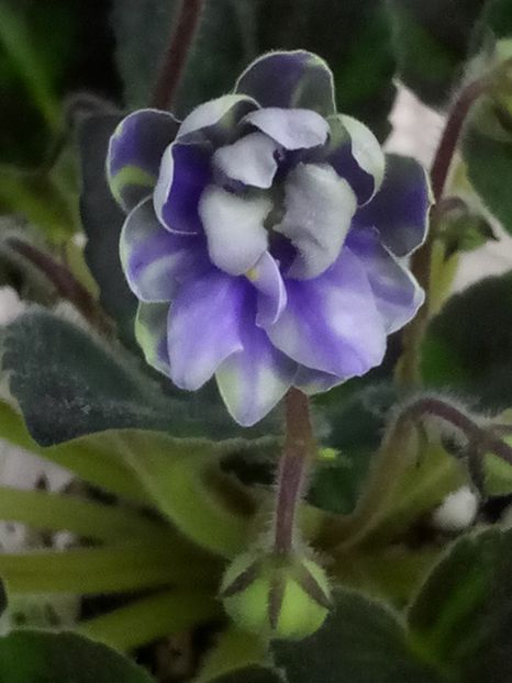 23 ian - N Snezhnyi Georgin sport