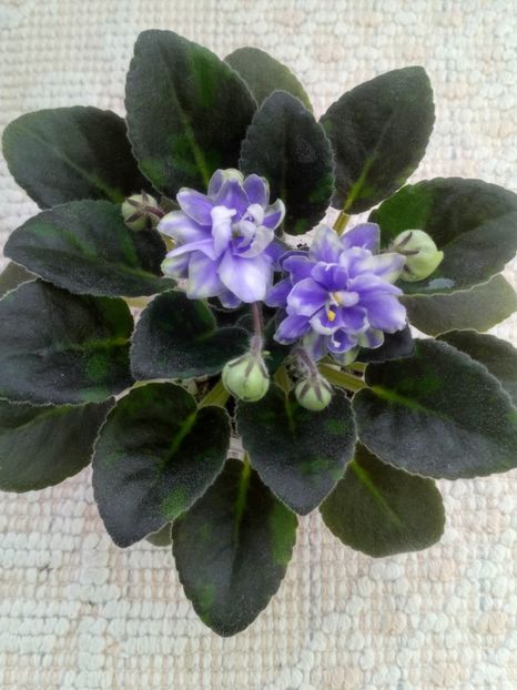 29 ian - N Snezhnyi Georgin sport