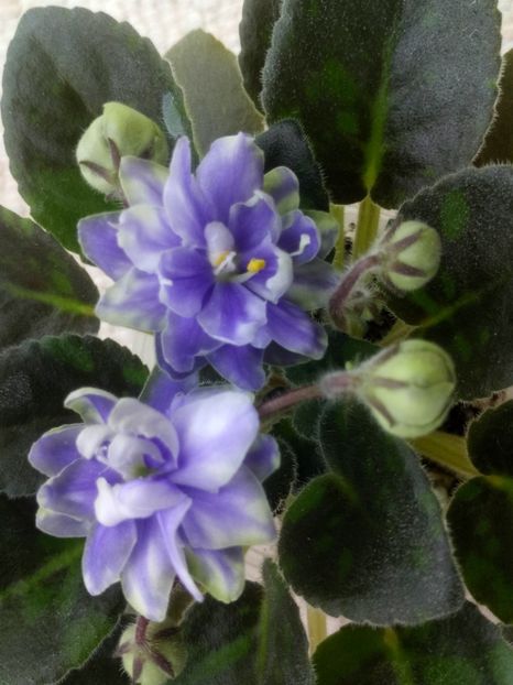 29 ian - N Snezhnyi Georgin sport