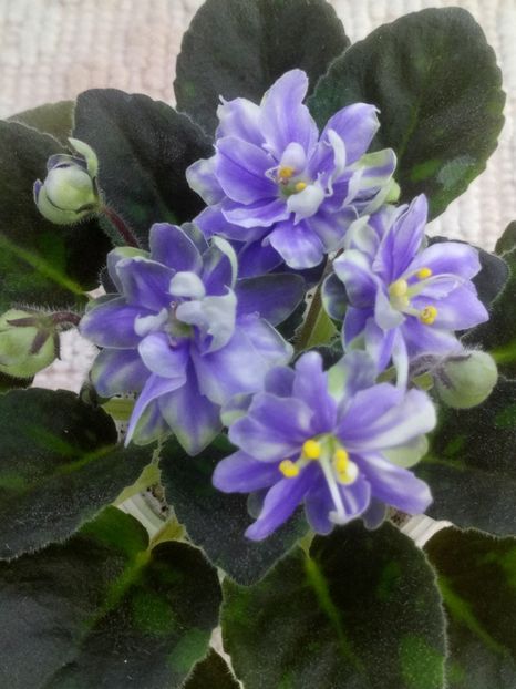 1 feb - N Snezhnyi Georgin sport