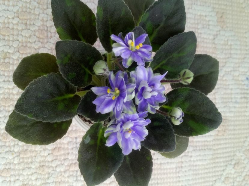 1 feb - N Snezhnyi Georgin sport