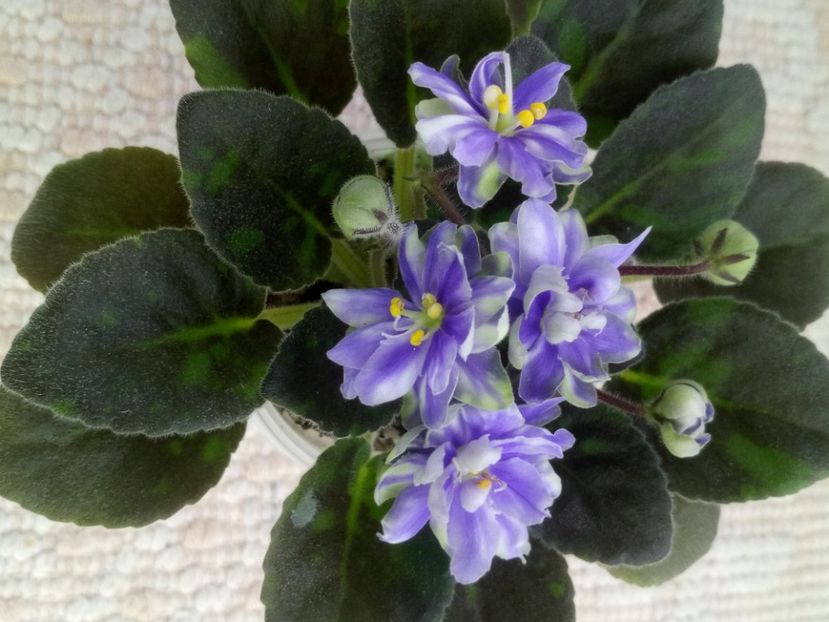 1 feb - N Snezhnyi Georgin sport