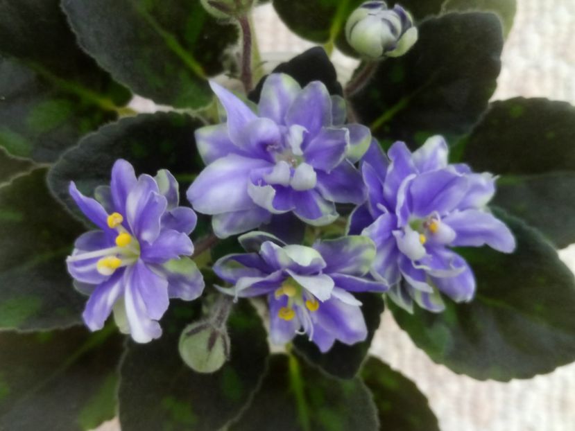 1 feb - N Snezhnyi Georgin sport