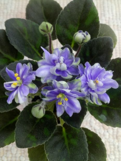 1 feb - N Snezhnyi Georgin sport