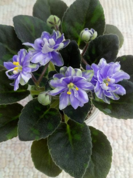 1 feb - N Snezhnyi Georgin sport