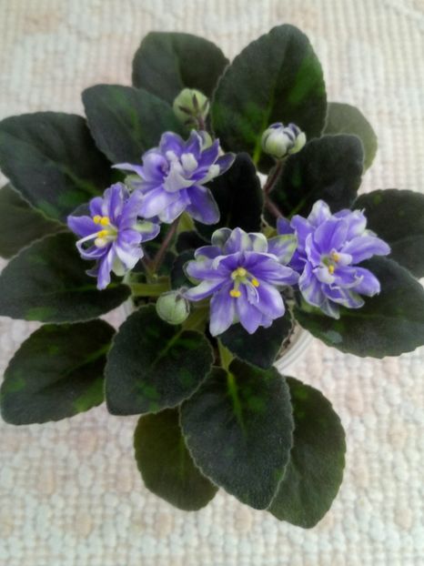 1 feb - N Snezhnyi Georgin sport