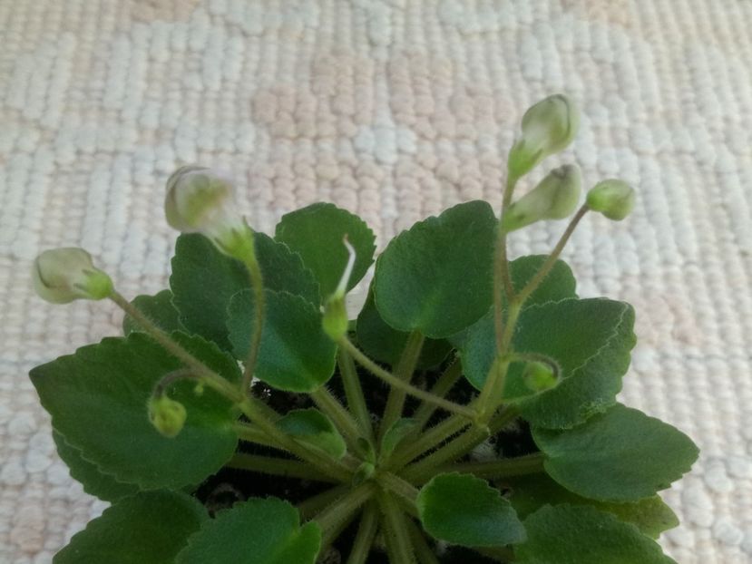 1 feb - Morgan s Sweet Patootie