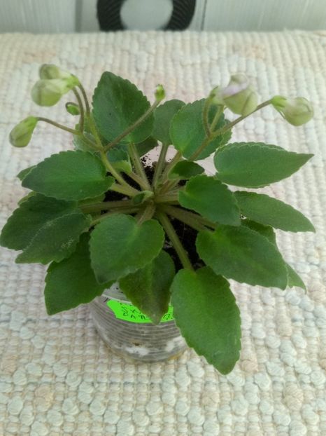 1 feb - Morgan s Sweet Patootie