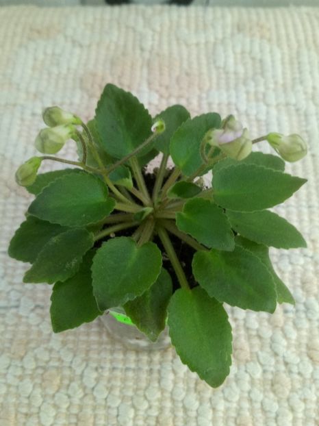 1 feb - Morgan s Sweet Patootie